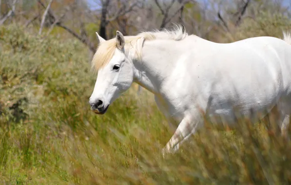 White, summer, grass, nature, horse, horse, walk, the bushes