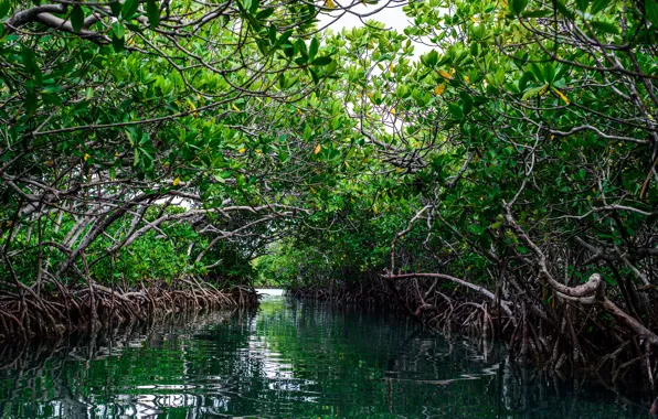 Sea, water, thickets, island, USA, USA, sea, ocean