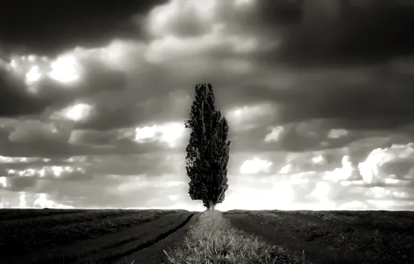 Summer, clouds, tree, Field, black and white