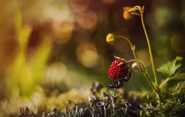 Macro, nature, berries, moss, ants, strawberries, bokeh