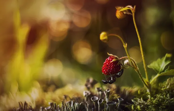 Macro, nature, moss, strawberries, berry, ant, bokeh
