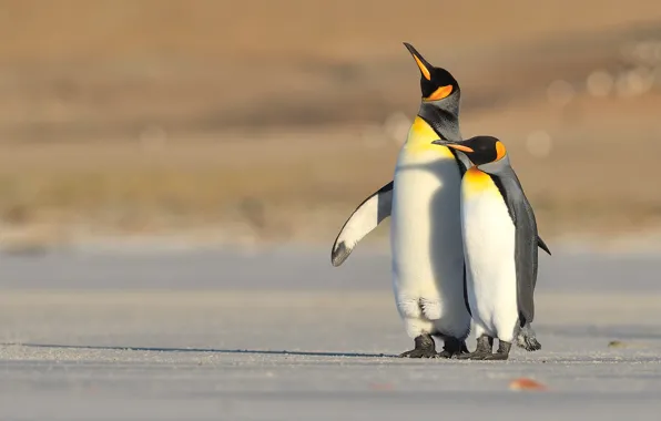 Birds, penguins, pair, looking up, two penguins
