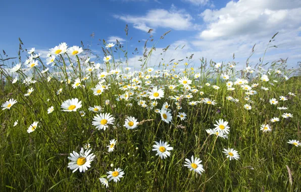 Picture grass, chamomile, cloud.