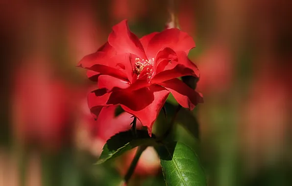 Red, background, roses, petals, scarlet, bokeh