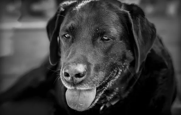 Language, look, each, dog, wool, Labrador