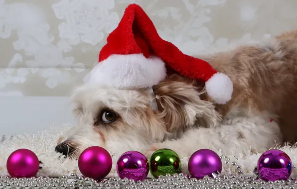 Look, balls, snowflakes, pose, dog, Christmas, New year, lies
