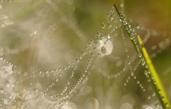 Picture summer, drops, macro, Shine, web, a blade of grass