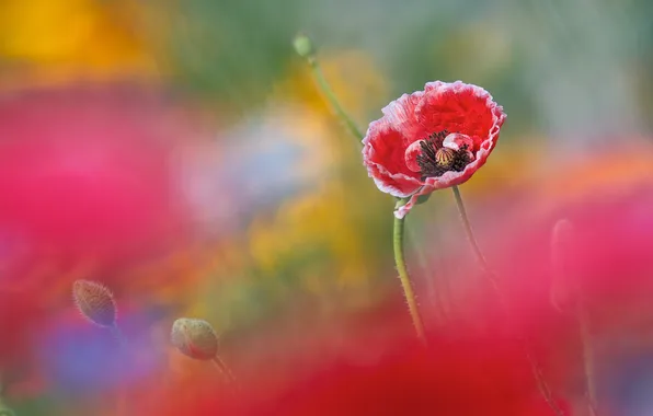 Picture flower, background, Mac, blur, buds, white-red