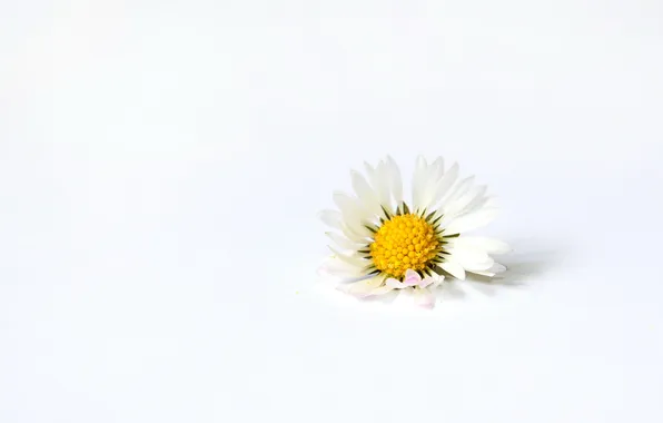 Picture flower, macro, background