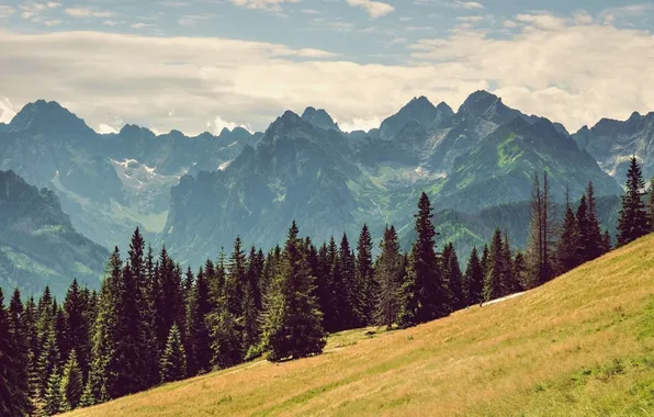Clouds, landscape, mountains, nature, photo, pine
