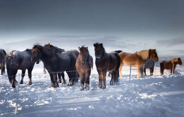 Winter, snow, horses, Iceland