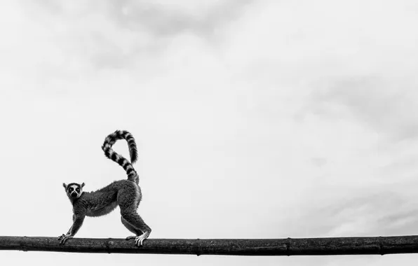 Picture animal, wool, b/W, tail, black and white, lemur