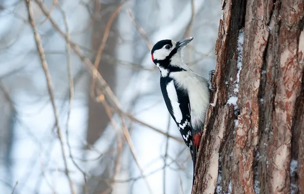 Picture tree, bird, woodpecker