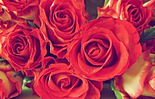 Picture red, roses, bouquet