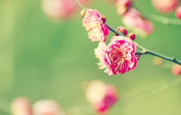 Macro, flowers, cherry, branch, Sakura, flowering