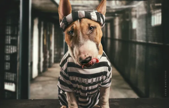 Picture face, dog, prison, Bull Terrier, prisoner