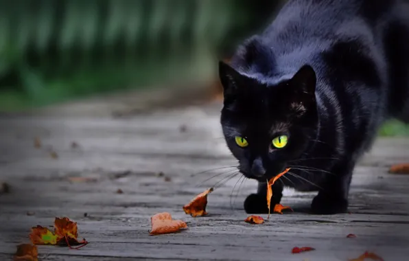 Leaves, cat, black cat