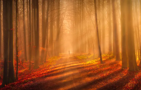 Picture forest, trees, nature, track