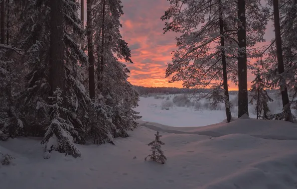 Picture winter, forest, snow, trees, sunset, the snow, Russia, Evgeny Karepanov