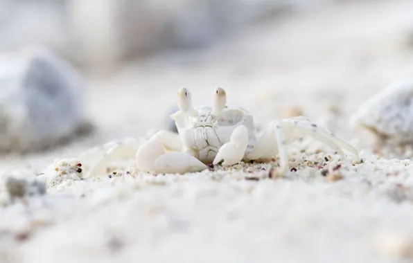 Sand, white, look, stones, shore, crab, camouflage, bokeh
