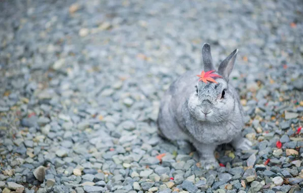 Blur, rabbit, leaf, pebbles