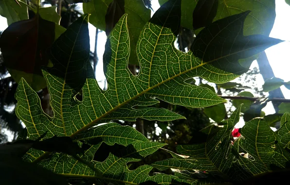 Green, plant, leaf wallpapers, sheet, veins, sunlight effect