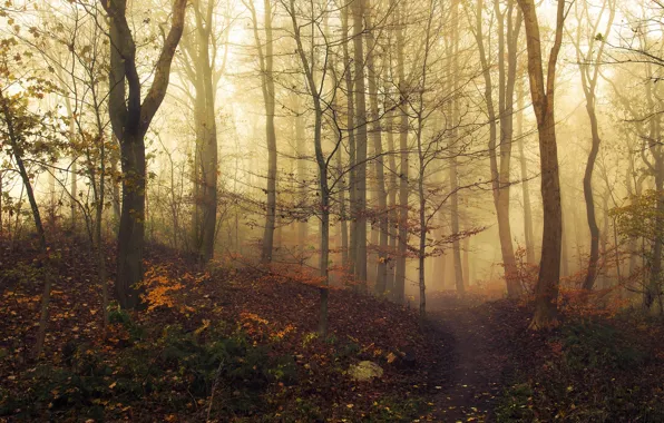 Autumn, forest, leaves, light, trees, fog, mystery, light