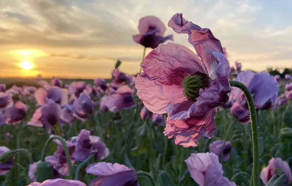 Summer, the sky, macro, sunset, flowers, Mac, Maki, petals