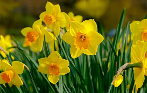 Picture flowers, yellow, spring, daffodils