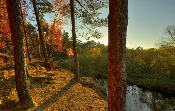 Picture autumn, forest, the sky, trees, sunset, river, stream, open