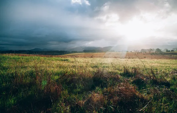 Field, landscape, meadow