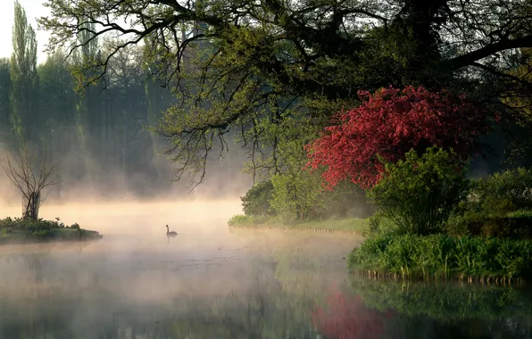 Trees, nature, Park, river, morning, Germany, couples, swans