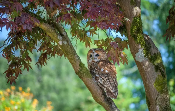 Picture trees, nature, owl