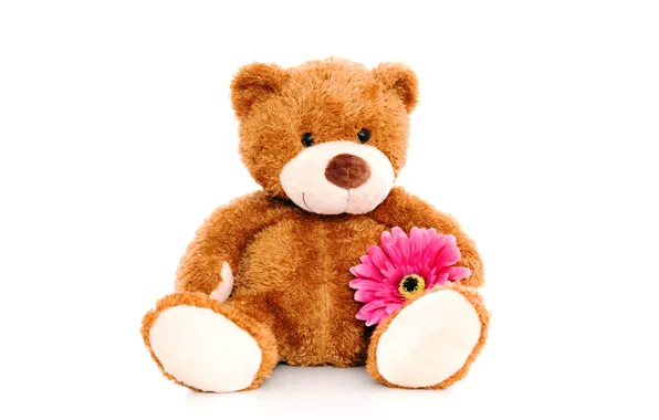Picture flower, toy, bear, plush, toy, bear, cute, Teddy