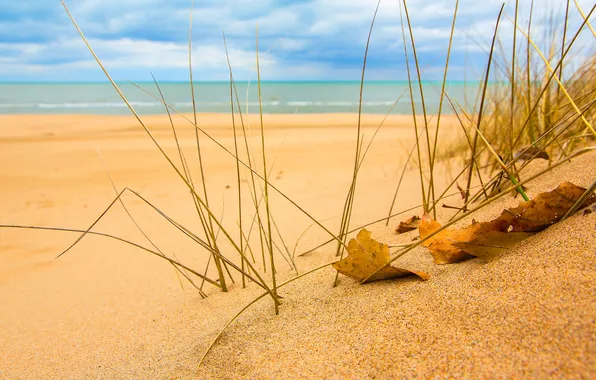 Sand, sea, the sky, grass, leaves