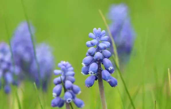 Blue, flowers, grape hyacinths