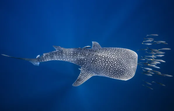 Sea, fish, the ocean, under water, Madagascar, The whale shark
