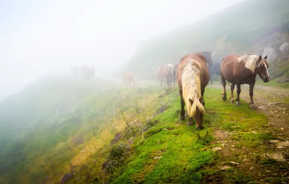 Road, greens, grass, landscape, nature, fog, mood, horse