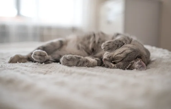 Cat, cat, mustache, legs, wool, lies, fluffy