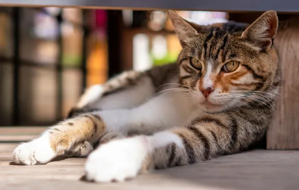 Cat, cat, lies