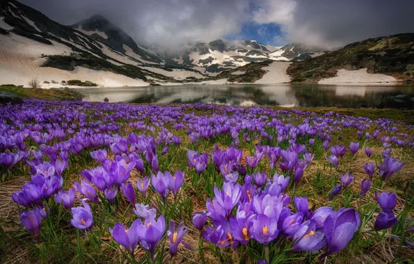 Mountains, Krokus, saffron