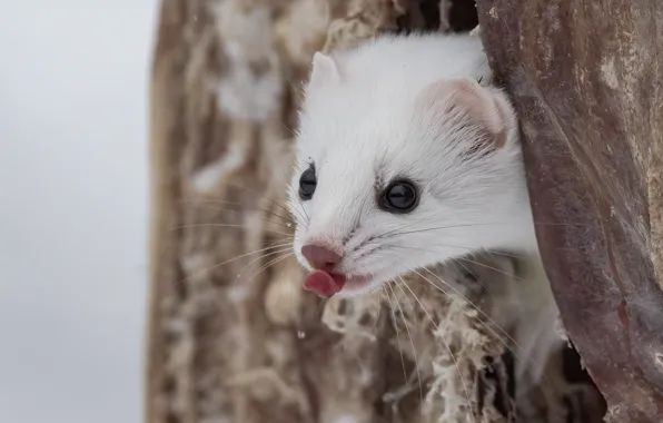 Language, tree, weasel, bark, face, bokeh, portrait