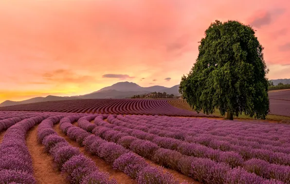 Field, trees, flowers, mountains, dal, a number, lavender, plantation