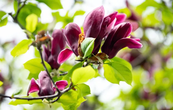 Picture flowers, branches, blur, spring, pink, buds, flowering, bokeh