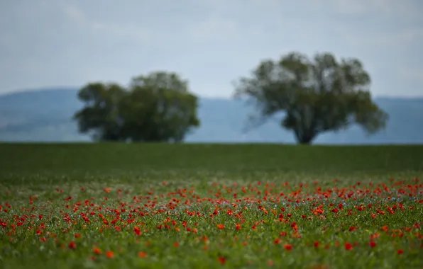 Trees, flowers, Maki, blur, blur, poppy field