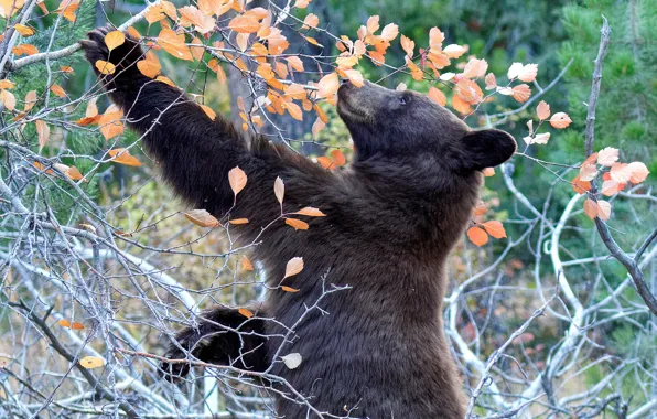 Autumn, forest, branches, pose, foliage, paws, bear, the bushes