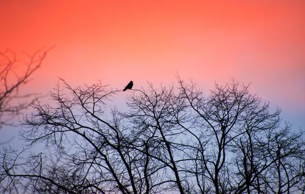 Picture trees, night, bird