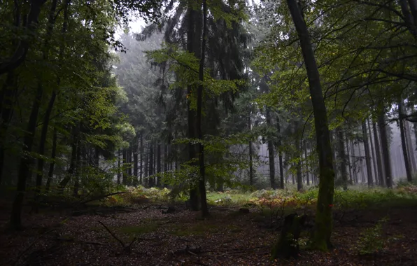 Autumn, forest, trees, nature, fog, rain, Germany, Germany