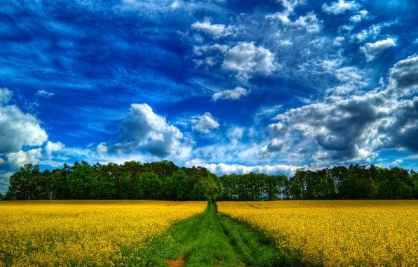 Road, field, forest