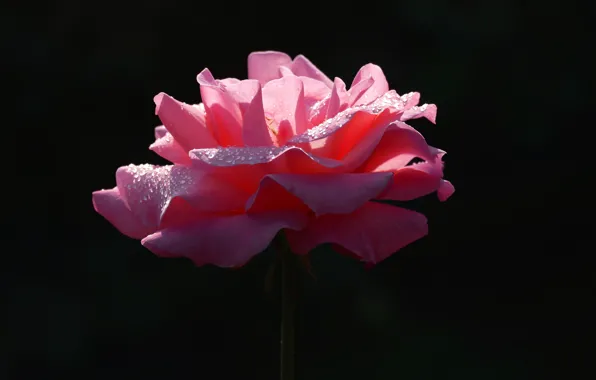 Picture drops, light, flowers, the dark background, one, roses, petals, contrast